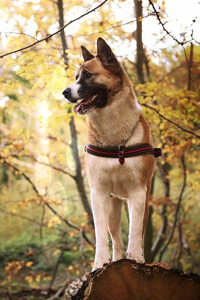 American Akita walking in the woods