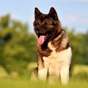 American Akita