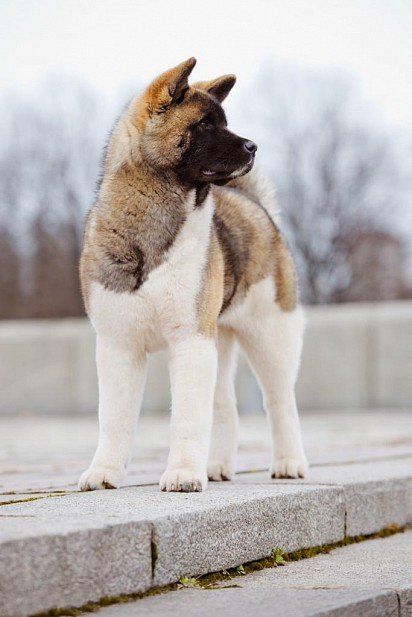 American Akita