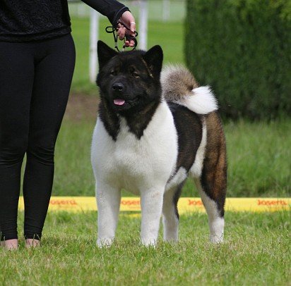 American Akita on display