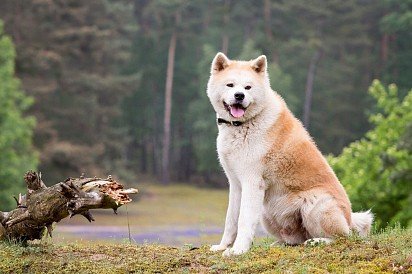 Japanese Akita Inu