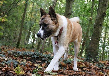 American Akita