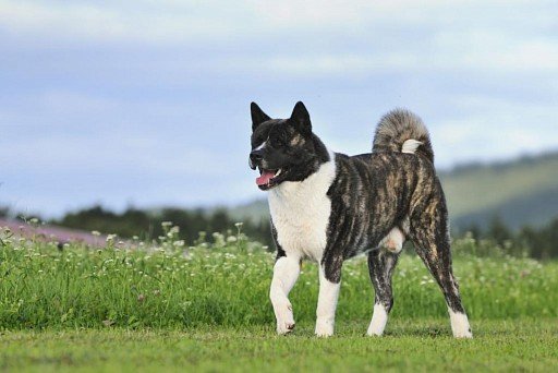 American Akita