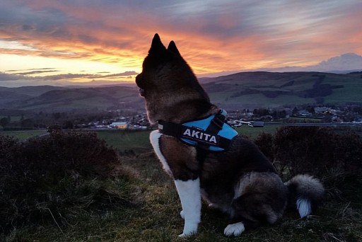 American Akita