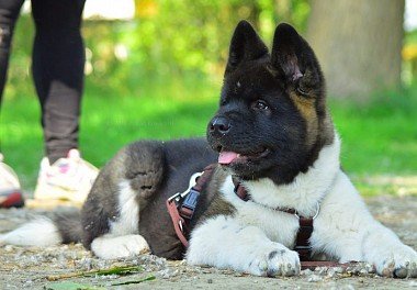 American Akita