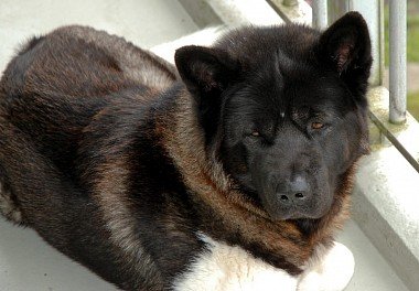 American Akita