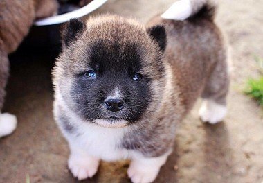 American Akita