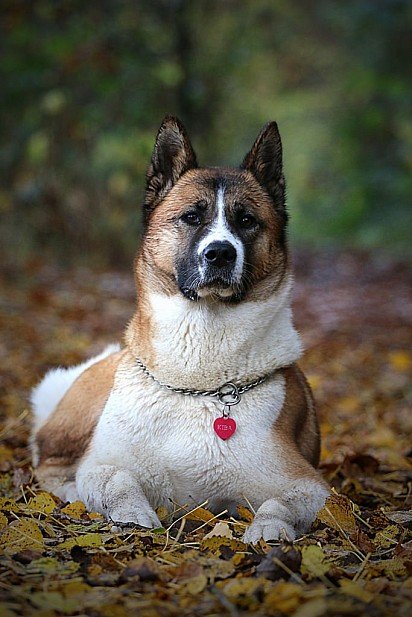 American Akita