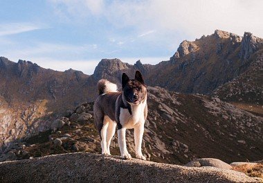 American Akita