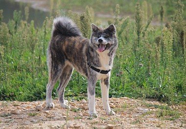 American Akita