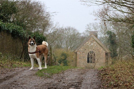 American Akita