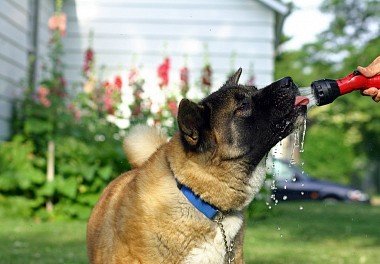 American Akita