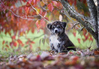 American Akita