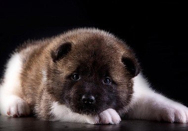 American Akita