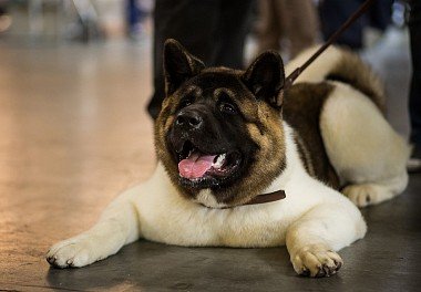 American Akita