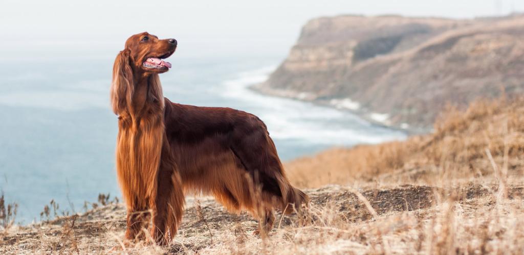 Irish Setter