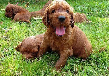 Irish Setter