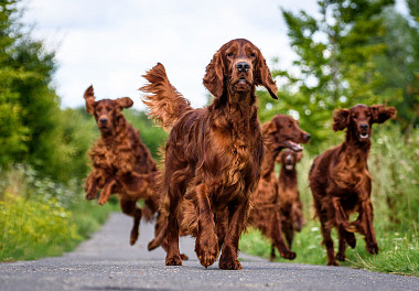 Irish Setter