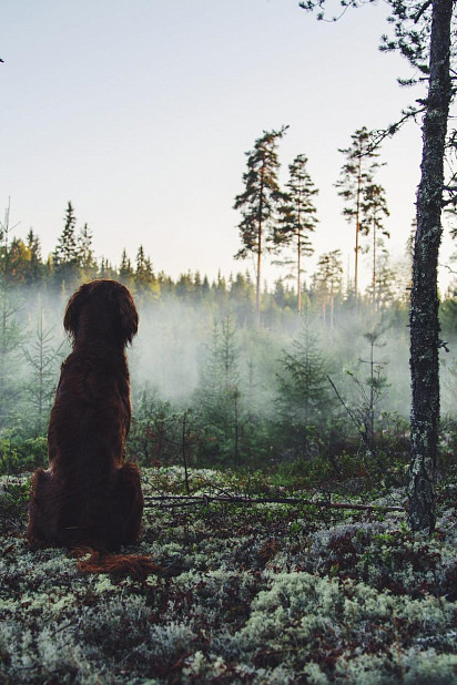 Morning in the Forest