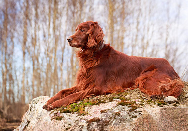 Irish Setter