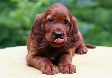 Irish Setter