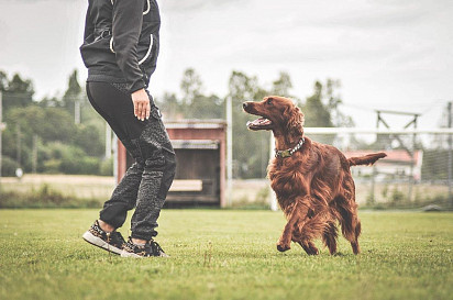 Irish Setter Training