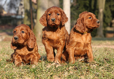 Irish Setter