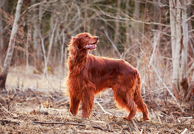 Irish Setter