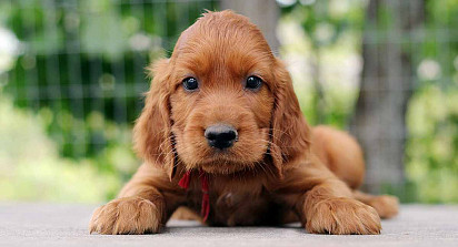 Irish Setter puppy