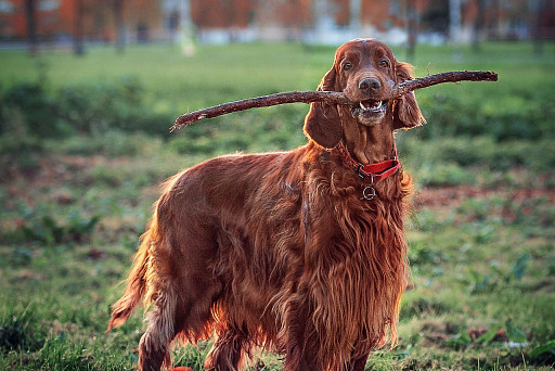 Irish Setter