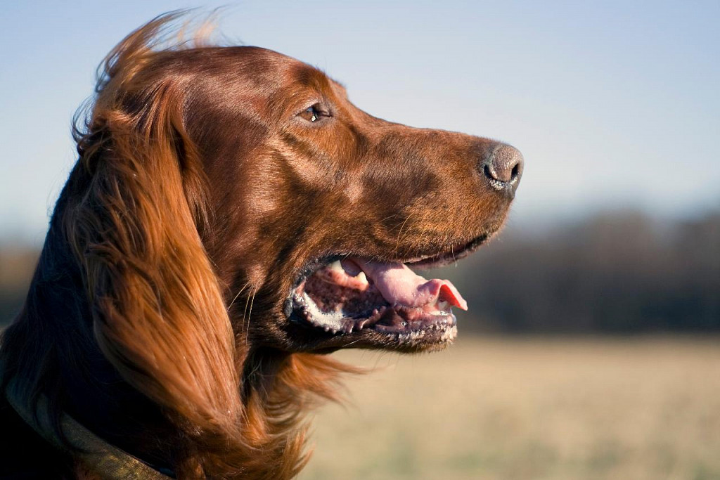 Irish Setter Muzzle