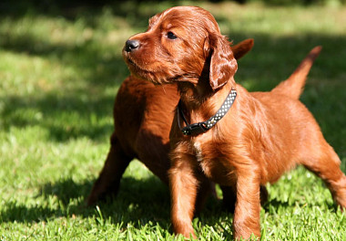 Irish Setter