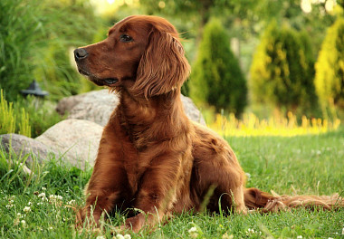 Irish Setter