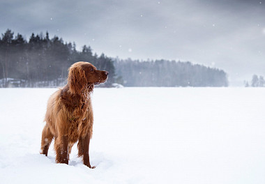 Irish Setter