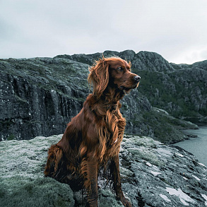 Irish Setter