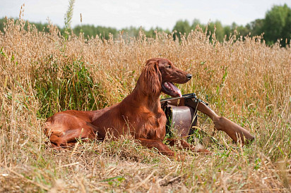 Irish Setter on the Hunt