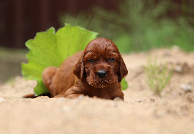 Irish Setter