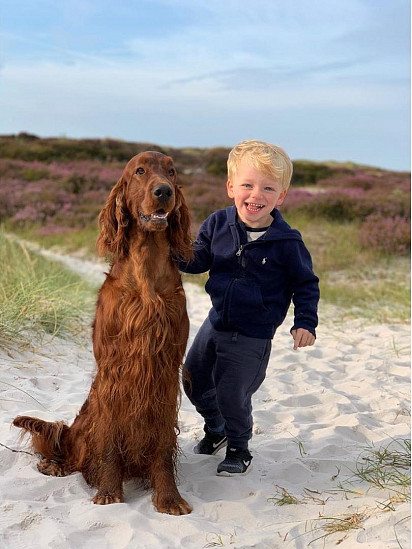 Irish Setter with child