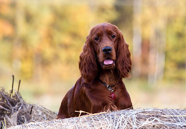 Irish Setter