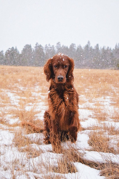 Irish Setter