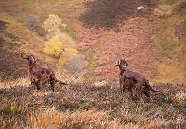 Irish Setter