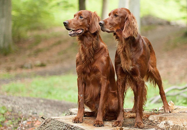 Irish Setter