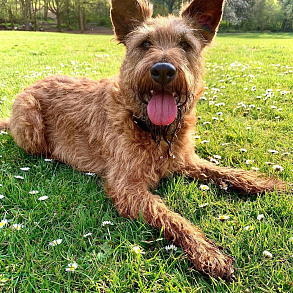 Irish Terrier