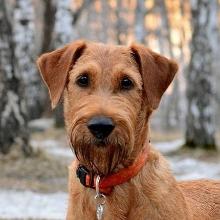 Irish Terrier