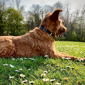 Irish Terrier