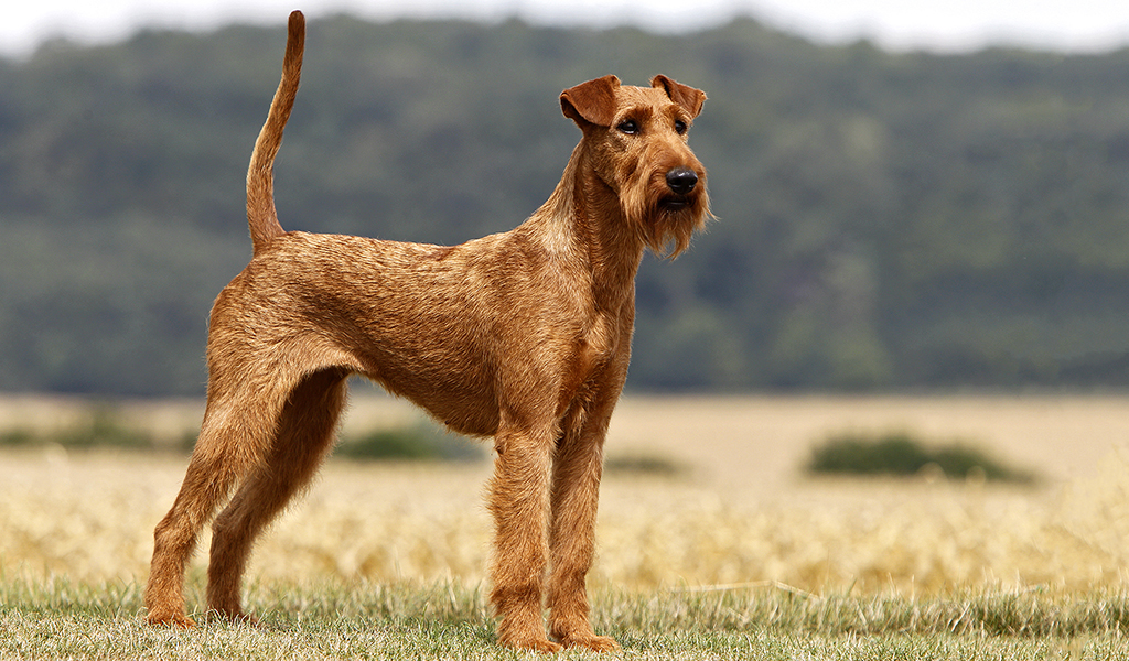 Irish Terrier