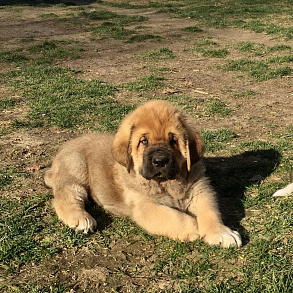 Spanish Mastiff