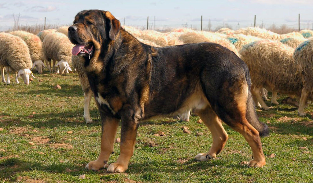 Spanish Mastiff