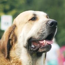 Spanish Mastiff