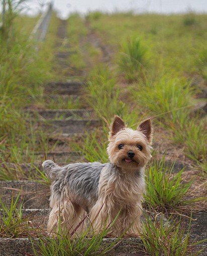 Yorkshire Terrier